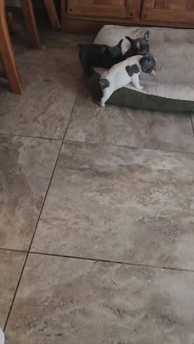 Piper/ HOLD , a male French Bulldog for sale in Phoenix, AZ – 5 of 5