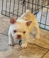 Opal/cream & White/FULL AKC REGISTRATION , a female French Bulldog for sale in Phoenix, AZ – 1 of 2