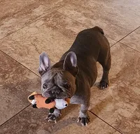 Rebel, a male French Bulldog for sale in Phoenix, AZ – 3 of 4