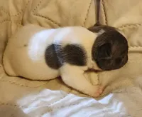 Pepper/White & Blue/FULL AKC registered , a male French Bulldog for sale in Phoenix, AZ – 2 of 6