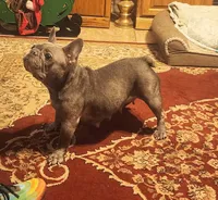Rebel-ON HOLD, a male French Bulldog for sale in Phoenix, AZ – 3 of 6