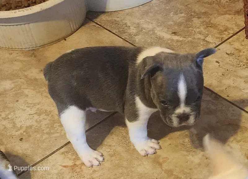 Piper/White & Blue/FULL AKC registered  – French Bulldog puppy for sale in Phoenix, AZ