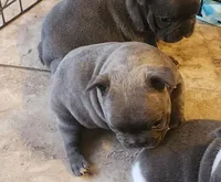 Paige/HOLD , a female French Bulldog for sale in Phoenix, AZ – 3 of 4