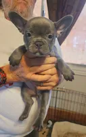 Rose, a female French Bulldog for sale in Phoenix, AZ – 5 of 8