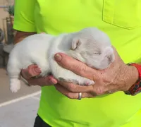 Opal/FULL AKC REGISTRATION , a female French Bulldog for sale in Phoenix, AZ – 2 of 5