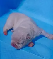 Lit'l Opal/FULL AKC REGISTRATION , a female French Bulldog for sale in Phoenix, AZ – Photo 2 of 4