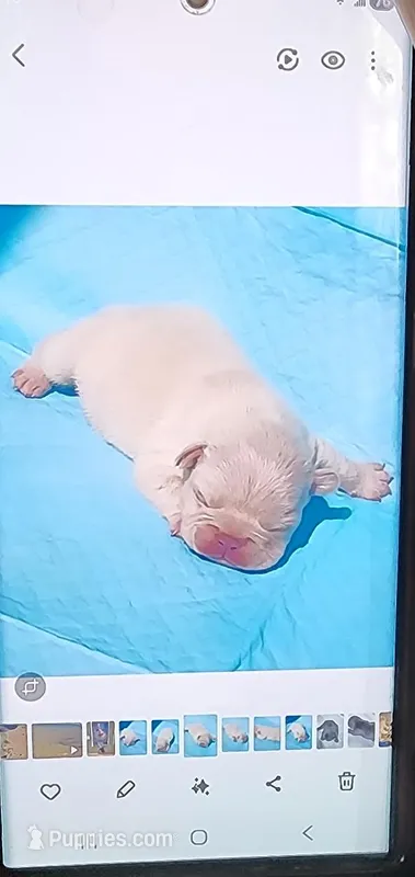 Lit'l Opal/FULL AKC REGISTRATION  – French Bulldog puppy for sale in Phoenix, AZ