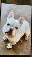 Lit'l Opal/FULL AKC REGISTRATION , a female French Bulldog for sale in Phoenix, AZ – Photo 3 of 4