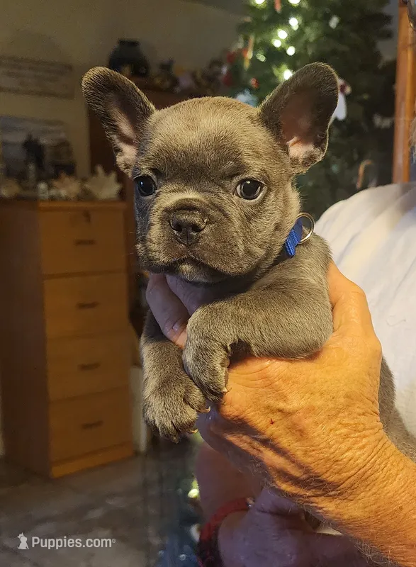 Rebel-blue collar  – French Bulldog puppy for sale in Phoenix, AZ