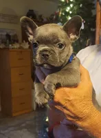 Rebel-blue collar , a male French Bulldog for sale in Phoenix, AZ – 1 of 4