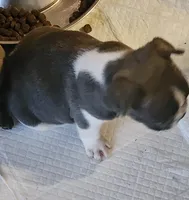 Piper/White & Blue/FULL AKC registered , a male French Bulldog for sale in Phoenix, AZ – 2 of 4