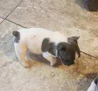 Pepper/HOLD , a male French Bulldog for sale in Phoenix, AZ – 1 of 3