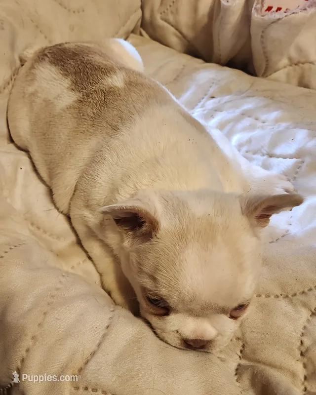 Opal/cream & White/FULL AKC REGISTRATION  – French Bulldog puppy for sale in Phoenix, AZ