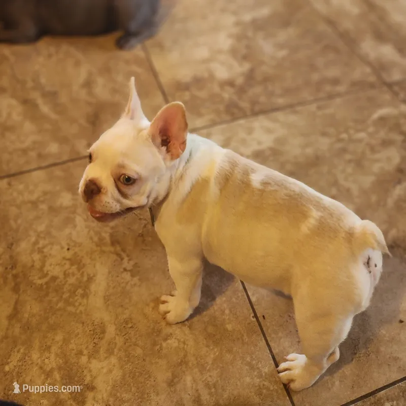 Opal – French Bulldog puppy for sale in Phoenix, AZ