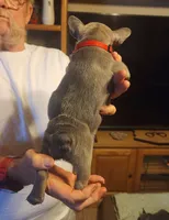 Ripley-red collar, a male French Bulldog for sale in Phoenix, AZ – 2 of 4