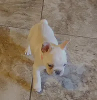 Ona/Cream/FULL AKC REGISTRATION , a female French Bulldog for sale in Phoenix, AZ – 2 of 2