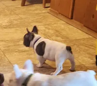 Pepper/HOLD , a male French Bulldog for sale in Phoenix, AZ – 2 of 7