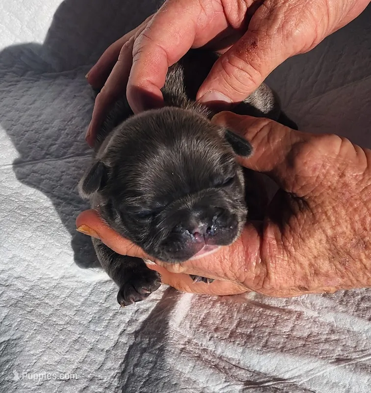 Page/FULL AKC registration  – French Bulldog puppy for sale in Phoenix, AZ