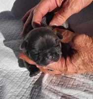 Page/Blue/FULL AKC registration , a female French Bulldog for sale in Phoenix, AZ – 2 of 4