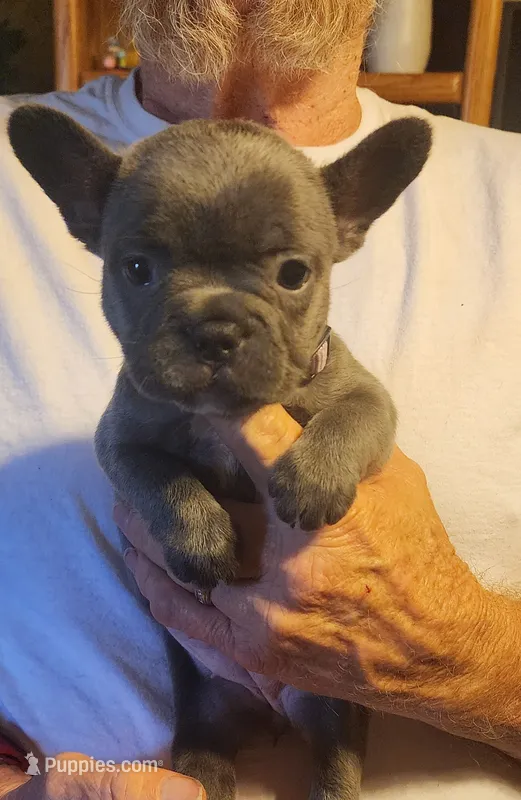 Riley-light pink collar – French Bulldog puppy for sale in Phoenix, AZ