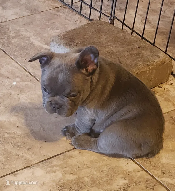 Ryder-green collar – French Bulldog puppy for sale in Phoenix, AZ