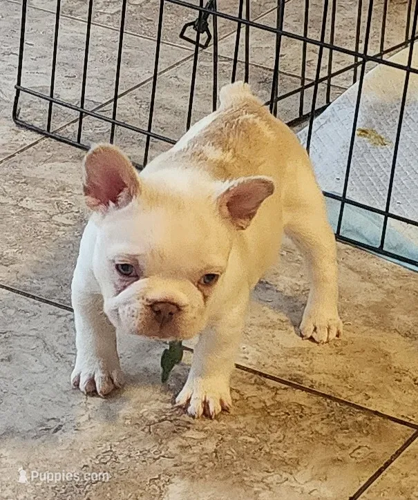 Opal/FULL AKC REGISTRATION  – French Bulldog puppy for sale in Phoenix, AZ
