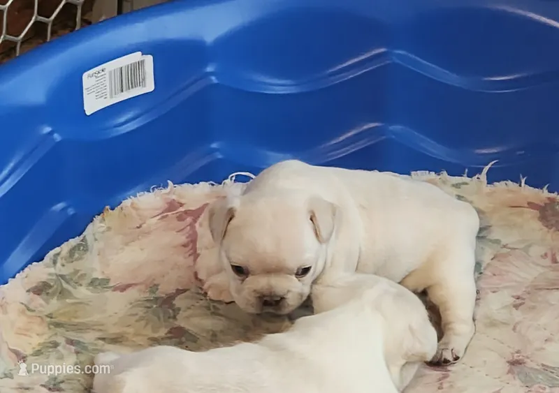 Ona/FULL AKC REGISTRATION  – French Bulldog puppy for sale in Phoenix, AZ