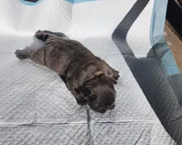 Page/Blue/FULL AKC registration , a female French Bulldog for sale in Phoenix, AZ – 4 of 4