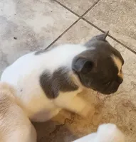 Pepper/HOLD , a male French Bulldog for sale in Phoenix, AZ – 3 of 3