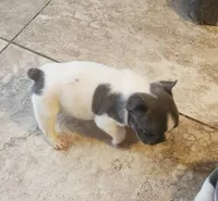 Pepper/ AKC Full registration, a male French Bulldog for sale in Phoenix, AZ – 2 of 3