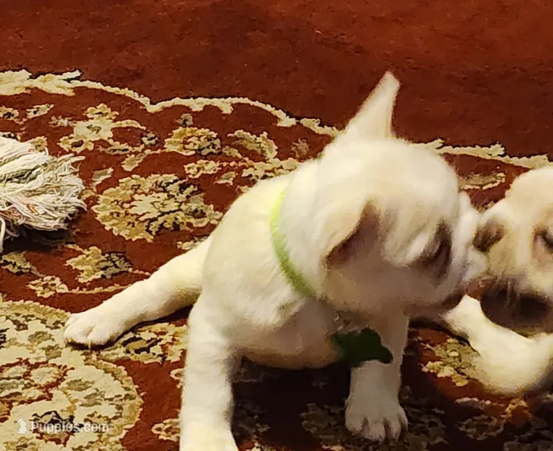 Ona/FULL AKC REGISTRATION  – French Bulldog puppy for sale in Phoenix, AZ