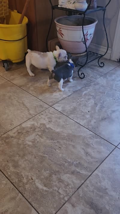 Opal/HOLD , a female French Bulldog for sale in Phoenix, AZ – 3 of 3