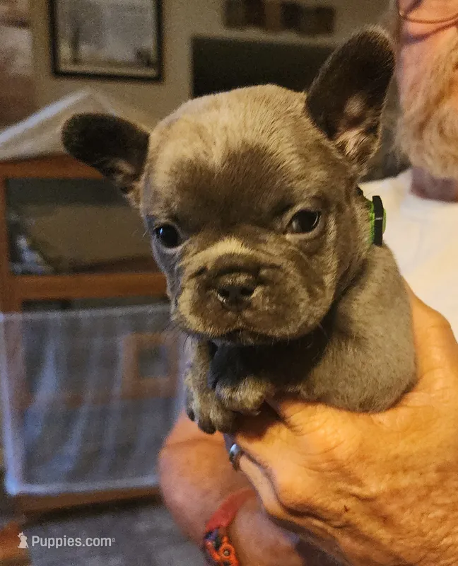 Ryder-green collar – French Bulldog puppy for sale in Phoenix, AZ