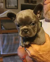 Ryder-green collar, a male French Bulldog for sale in Phoenix, AZ – 1 of 4