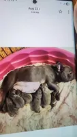 Riley-light pink collar, a female French Bulldog for sale in Phoenix, AZ – 2 of 4