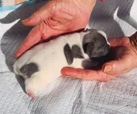Pepper/White & Blue/FULL AKC registered , a male French Bulldog for sale in Phoenix, AZ – 4 of 6