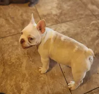 Opal/FULL AKC REGISTRATION , a female French Bulldog for sale in Phoenix, AZ – 1 of 4