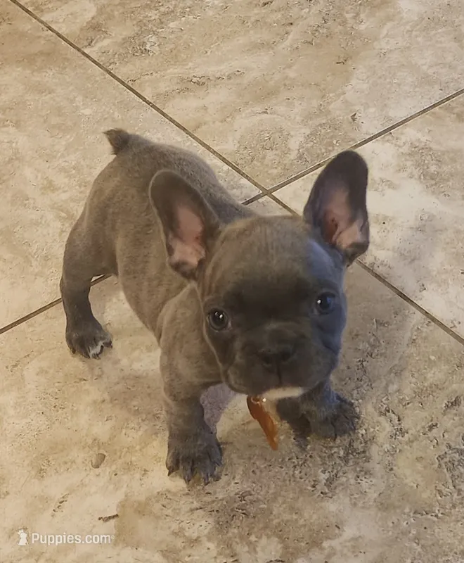 Paige/AKC Full registration  – French Bulldog puppy for sale in Phoenix, AZ
