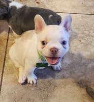 Opal/cream & White/FULL AKC REGISTRATION , a female French Bulldog for sale in Phoenix, AZ – 2 of 2