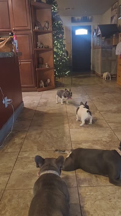 Pepper/HOLD , a male French Bulldog for sale in Phoenix, AZ – 7 of 7