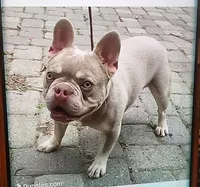 Riley-light pink collar, a female French Bulldog for sale in Phoenix, AZ – 4 of 4