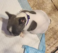 Pepper/ AKC Full registration, a male French Bulldog for sale in Phoenix, AZ – 3 of 3