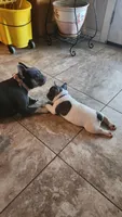 Pepper, a male French Bulldog for sale in Phoenix, AZ – 5 of 5