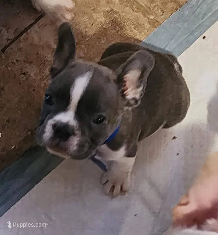 Piper/AKC FULL registration  – French Bulldog puppy for sale in Phoenix, AZ