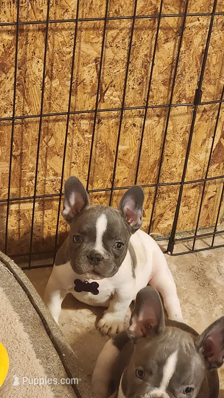 Pepper/ AKC FULL registration  – French Bulldog puppy for sale in Phoenix, AZ
