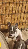 Pepper/ AKC FULL registration , a male French Bulldog for sale in Phoenix, AZ – 1 of 5