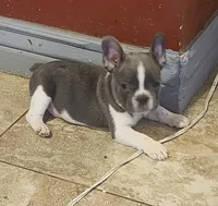 Piper/AKC FULL registration 11, a male French Bulldog for sale in Phoenix, AZ – 2 of 4