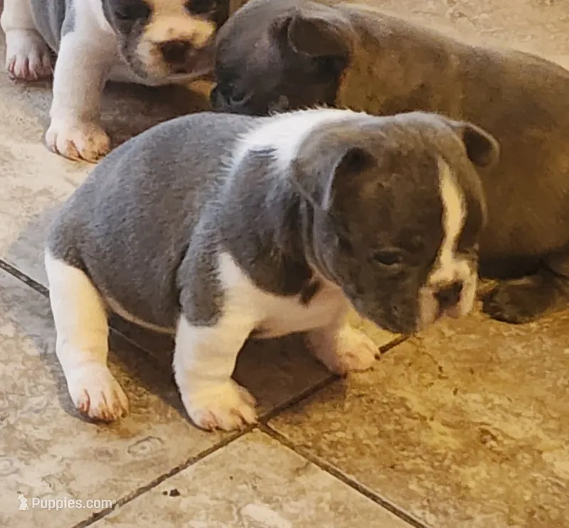 Piper/Blue & white/FULL AKC Registration  – French Bulldog puppy for sale in Phoenix, AZ