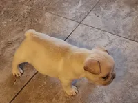 Ona/Cream/FULL AKC REGISTRATION , a male French Bulldog for sale in Phoenix, AZ – 3 of 6