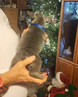 Rebel-blue collar , a male French Bulldog for sale in Phoenix, AZ – 2 of 4